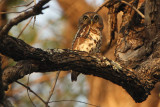 African Barred Owl