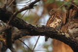 African Barred Owl