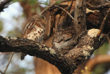 African Barred Owl