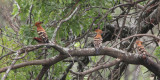 African Hoopoe