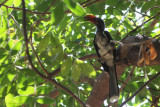 Crowned Hornbill