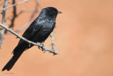 Fork-tailed Drongo