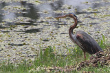 Purple Heron