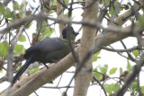 Purple-crested Turaco