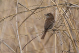 Red-backed Shrike