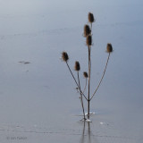 Teasel plant in the ice, RSPB Barons Haugh