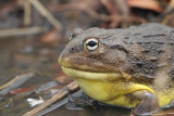 Bull Frog