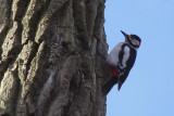 Great Spotted Woodpecker, Dalzell Woods, Clyde