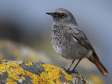 Black Redstart (male), Doonfoot, Ayrshire