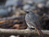 Black Redstart (male), Doonfoot, Ayrshire