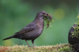 Blackbird, near Debrecen, Hungary