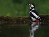 Great Spotted Woodpecker, near Debrecen, Hungary