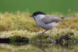 Marsh Tit, near Debrecen, Hungary