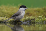 Marsh Tit, near Debrecen, Hungary