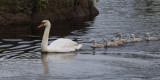 Mute Swan family, Endrick Water, Drymen