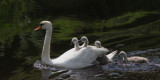 Mute Swan family, Endrick Water, Drymen