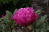 Peony Rose, Culzean Castle gardens