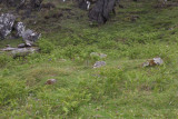 The graves at Kiloran Bay