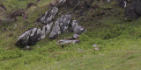 The graves at Kiloran Bay