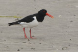 Oystercatcher at The Strand