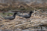 Black Tern, Hortobagy NP, Hungary