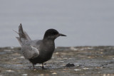 Black Tern, Hortobagy NP, Hungary