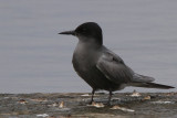 Black Tern, Hortobagy NP, Hungary