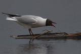 Black-headed Gull, Hortobagy NP, Hungary