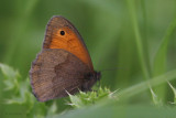 Meadow Brown, Cardowan Moss, Glasgow