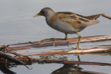 Little Crake, Hortobagy NP, Hungary