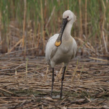 Spoonbill, Hortobagy NP, Hungary