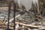 Wood Sandpiper, Hortobagy NP, Hungary