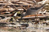 Wood Sandpiper, Hortobagy NP, Hungary