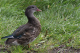 Mandarin Duck, Balloch, Clyde