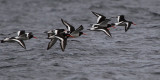 Oystercatchers, Fife Ness