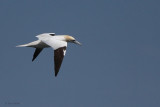 Gannet, Fife Ness