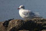 Mediterranean Gull, Troon South Beach, Ayrshire