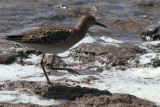 Ruff, Ring Point-RSPB Loch Lomond, Clyde