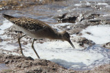 Ruff, Ring Point-RSPB Loch Lomond, Clyde