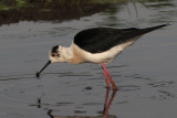 Black-winged Stilt, Hortobagy NP, Hungary