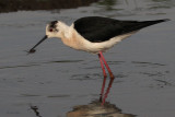 Black-winged Stilt, Hortobagy NP, Hungary