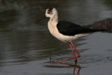 Black-winged Stilt, Hortobagy NP, Hungary