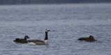 Canada Goose, Net Bay-Loch Lomond