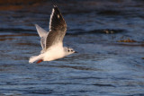 Little Gull, Fife Ness