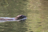 Otter, River Clyde at RSPB Barons Haugh