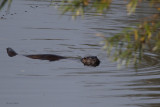 Otter, River Clyde at RSPB Barons Haugh