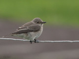 Spotted Flycatcher, Sumburgh Hotel, Shetland