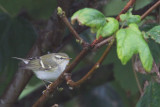 Yellow-browed Warbler, Hestingott, Shetland
