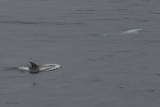 Rissos Dolphins, Sumburgh Head, Shetland