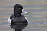 Ring-necked Duck, The Cuilc-Pitlochry, Perthshire